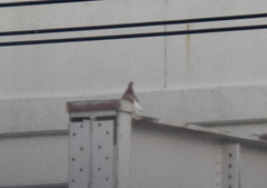 Columba livia domestica