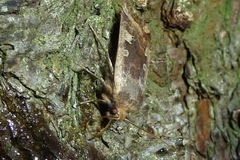 Conistra erythrocephala