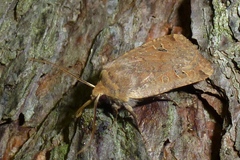 Conistra erythrocephala