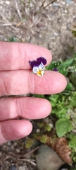 Bracteolatae
