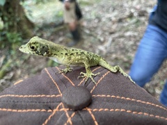 Anolis capito
