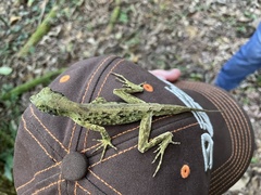 Anolis capito