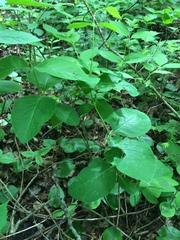Lonicera hirsuta