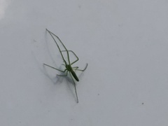 Tetragnatha viridis