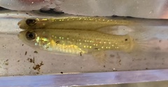 Fundulus chrysotus