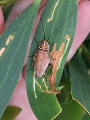Balta bicolor