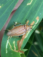 Balta bicolor