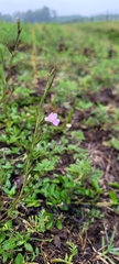 Agalinis communis