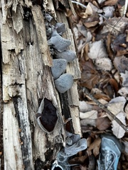 Auricularia polytricha