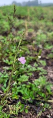 Agalinis communis