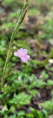 Agalinis communis