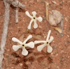 Lyperia tristis