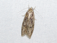 Semioscopis aurorella