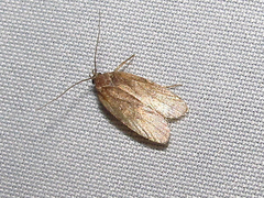 Psilocorsis reflexella