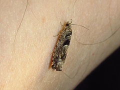 Pseudexentera hodsoni