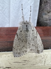 Mochlotona phasmatias