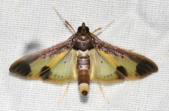 Diaphania eumeusalis