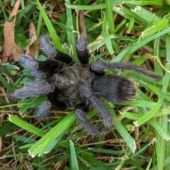 Aphonopelma steindachneri