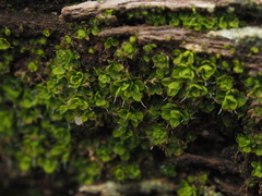 Syntrichia pagorum