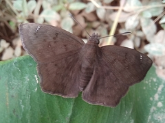 Nisoniades macarius