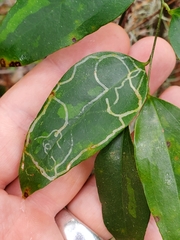 Marmara smilacisella