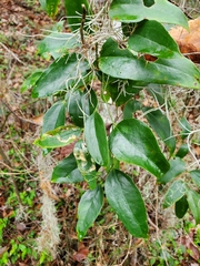 Marmara smilacisella