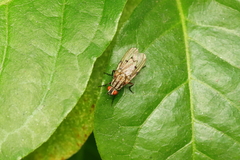 Anthomyia punctipennis