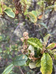 Pomaderris elliptica