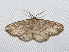 Melanolophia signataria
