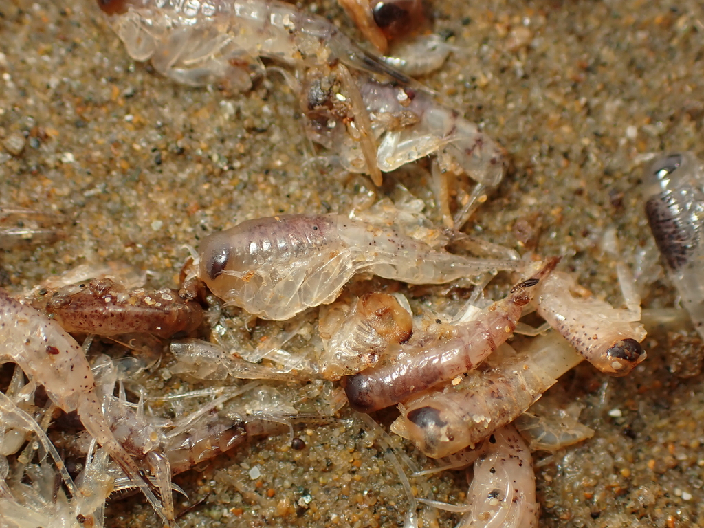 Themisto gaudichaudii