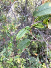 Pomaderris elliptica