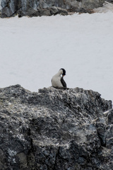 Leucocarbo bransfieldensis