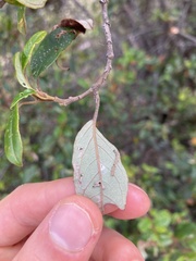Pomaderris elliptica