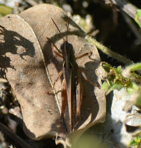 Photo of Spotted-winged Grasshopper (Orphulella pelidna)