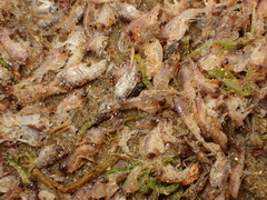 Themisto