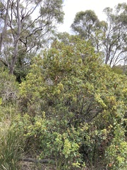 Pomaderris elliptica