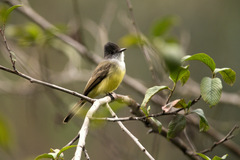 Myiarchus tuberculifer