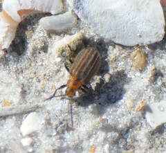 Neolochmaea dilatipennis