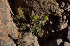 Nassauvia pyramidalis