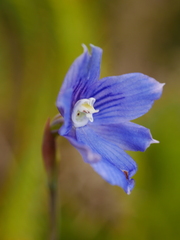 Thelymitra cyanea