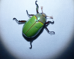 Platycoelia pomacea