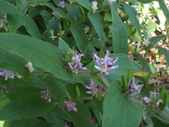 Tricyrtis hirta