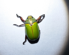 Platycoelia pomacea