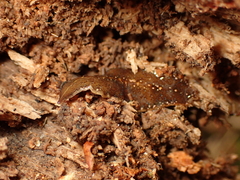 Newzealandia