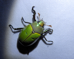 Platycoelia pomacea