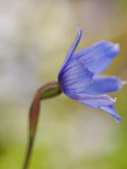 Thelymitra cyanea