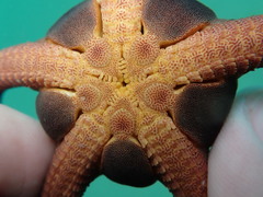 Ophiopsammus maculata