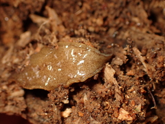 Newzealandia
