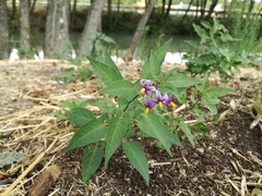 Solanum dulcamara