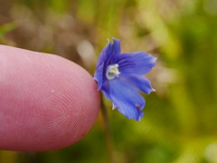 Thelymitra cyanea